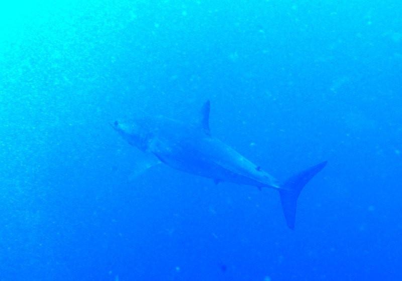 mako shark